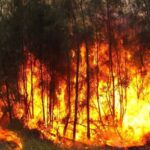 Más de 40 mil hectáreas de bosque se han incendiado este año en Sinaloa